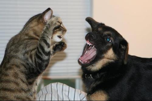 养猫还是养狗更赚钱？宠物经济下的投资选择