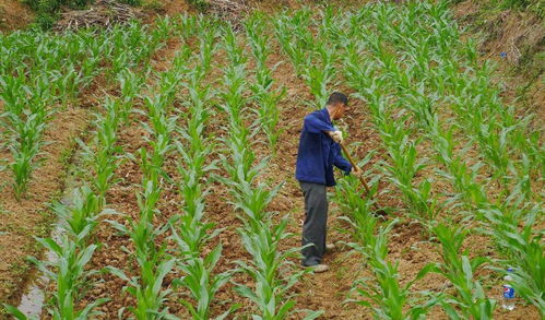 亳州农村种植哪种作物最赚钱？农民朋友该如何选择？