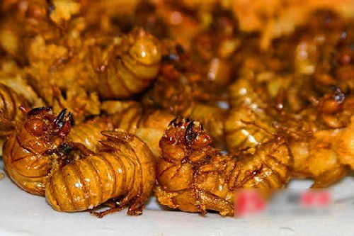 蜂蛹真的能吃吗？食用蜂蛹的益处与风险你了解多少？