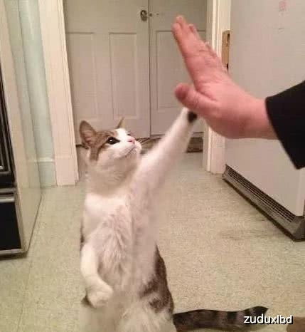 道士兼职扎猫猫？揭秘道教秘术背后的神秘副业