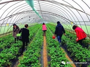 你想知道如何在重庆找到自助水果采摘的平台吗？