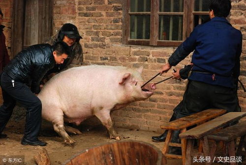 养猪杀猪与卖肉哪个更赚钱？经济效益大比拼