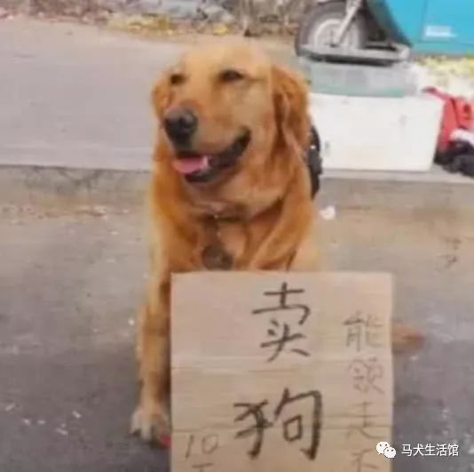 如何将副业小猫猫打造成独特吸金的个人品牌？