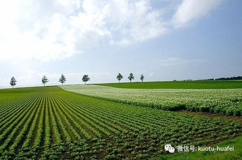 农业真的能赚钱吗？农村创业如何实现高效盈利？