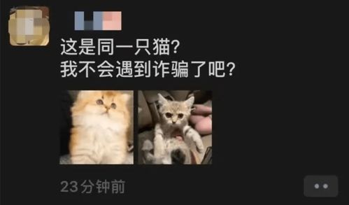 你听说过国外的猫咪自助购物网站吗？揭秘这一独特宠物购物体验！