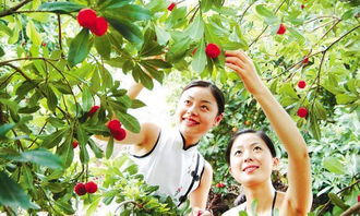 余姚自助采摘哪里好？推荐最佳采摘网站攻略！