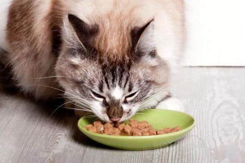 什么是肥猫自助平台？它如何成为猫咪美食的天堂？