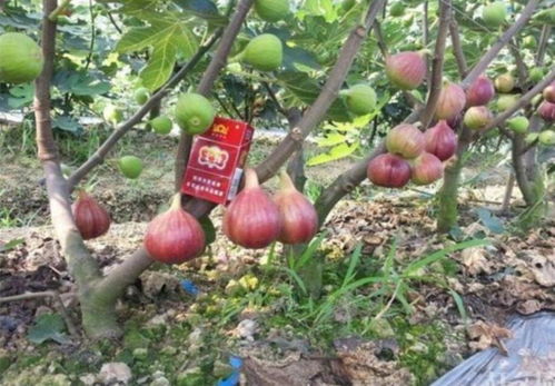 农村创业选啥副业种植项目最赚钱？