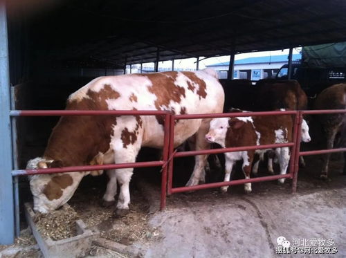 哪个地区养牛收益最高？全国牛产业盈利排行揭晓