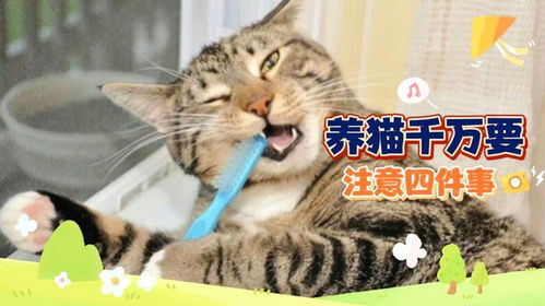 养猫拍视频真的能赚钱吗？揭秘猫咪经济背后的盈利模式