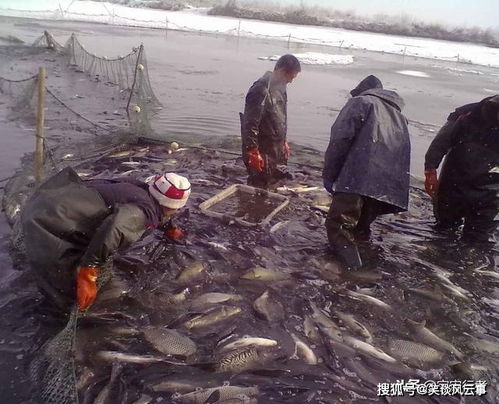 农村留守老人靠做鱼能增加收入吗？