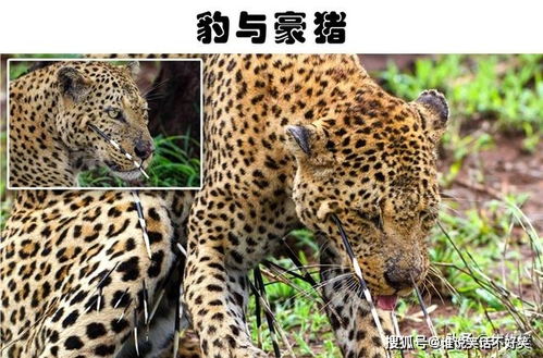 豪猪网为何陷入盈利困境？运营问题还是市场挑战？