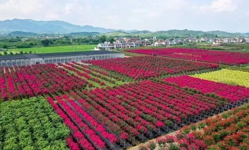 包谷籽种植真的能带来可观收益吗？如何实现利润最大化？