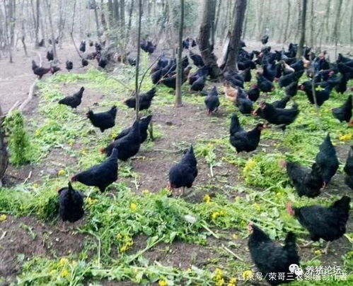 池塘养殖哪种项目最赚钱？新手必看的选择指南