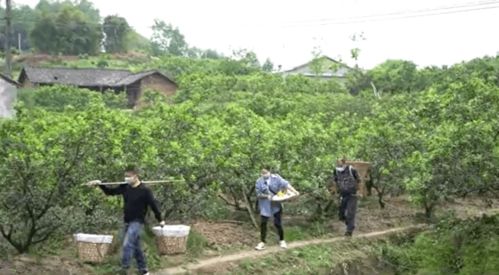兰空农副业基地背后隐藏着怎样的故事？