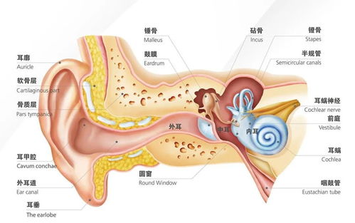 耳朵听力正常范围是多少米？几米内听力才算健康？
