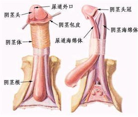 男性如何通过有效方法实现增大增粗的效果？