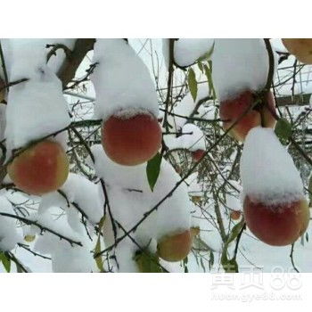 雪桃是什么？它与雪桃树有何独特之处？