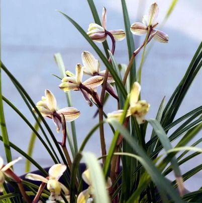 2024年种植兰花能否带来可观收益？