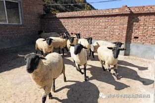 养羊卖肉VS直接售羊，究竟哪种经营模式利润更高？