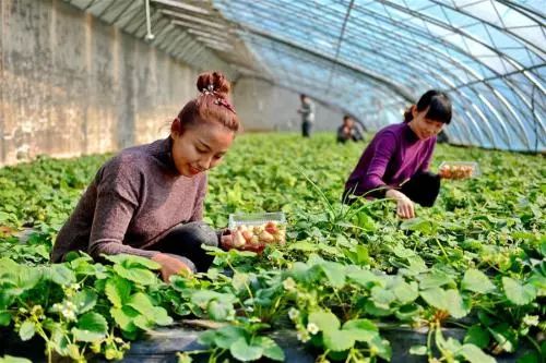 制作葡萄树模型能否带来可观收益？你了解其中的盈利模式吗？