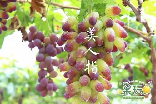 台州哪种水果种植最具盈利潜力？
