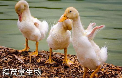 养鸡与养鸭，哪个更能带来经济效益？