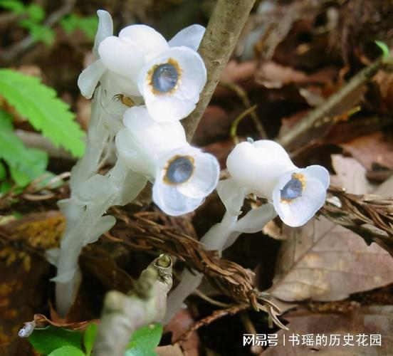 传说中的死亡之花真的能带来财富吗？真相令人好奇！