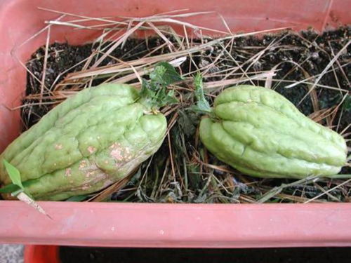 农村种植哪些植物能带来可观收益？