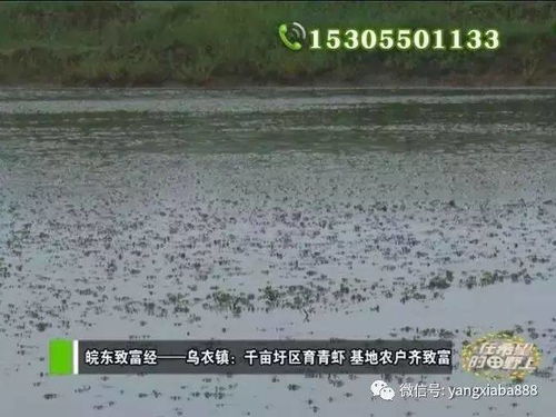 虾类养殖真的能快速盈利吗？掌握哪些技巧才能确保收益？