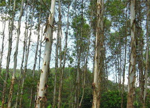 2024年种植哪种树木最具经济效益？选对树种轻松盈利！