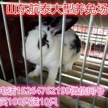 养兔子真的能赚钱吗？利润到底有多高？