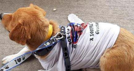 想给爱犬挑选用品，哪里有靠谱的微商值得推荐？