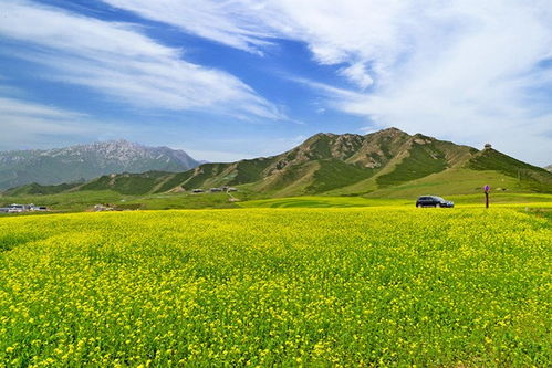 哈巴河自助旅游平台哪家公司最值得信赖？带你探索最佳选择！