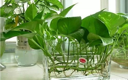 绿萝种植能否成为赚钱副业？新手入门必看！