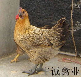 2024年养殖麻鸡能否带来可观收益？