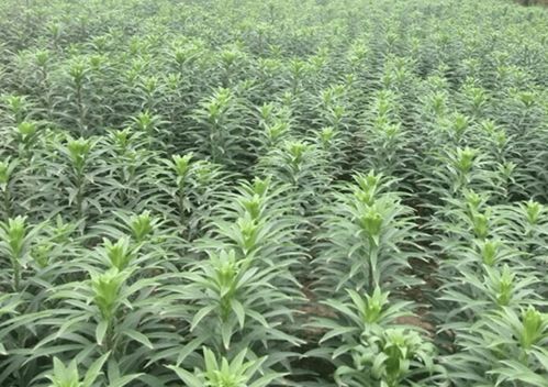 选择种植哪些作物能带来可观的经济收益？