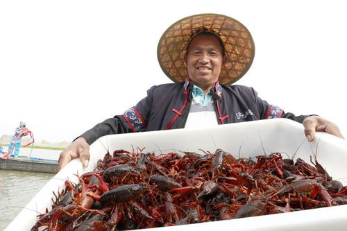 小龙虾挂机赚钱是否靠谱？真的能躺着盈利吗？