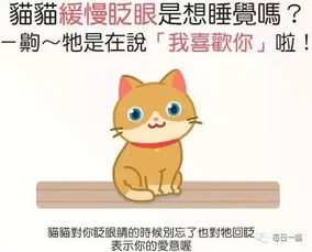 卖猫饭真的能盈利吗？猫奴创业是否值得一试？