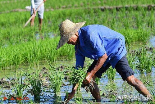 农民在耕作之余都在忙些什么副业？