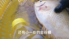 石斑鱼配音真的能赚钱吗？揭秘配音行业的盈利真相