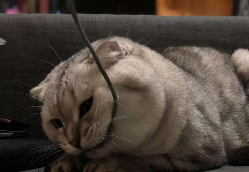 养猫能否成为赚钱的副业选择？探讨猫咪经济的可行性