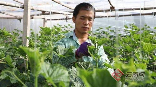 元谋种黄瓜能否带来可观收益？值得一试吗？