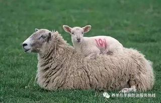 养羊与养鸡哪个更赚钱？经济效益对比分析