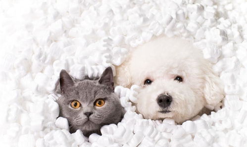 除了养猫副业，还有哪些赚钱的宠物相关领域值得一试？