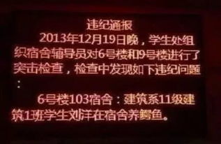 养下蛋鹅真的能赚钱吗？经济效益分析带你一探究竟