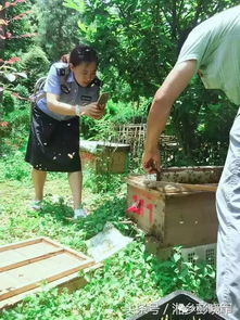 养蜂真的不赚钱吗？揭开养蜂业的真实收益之谜