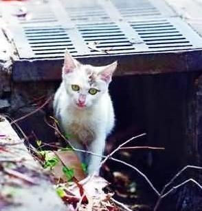 悬赏猫与悬赏猫极速版有何不同？两者区别详解