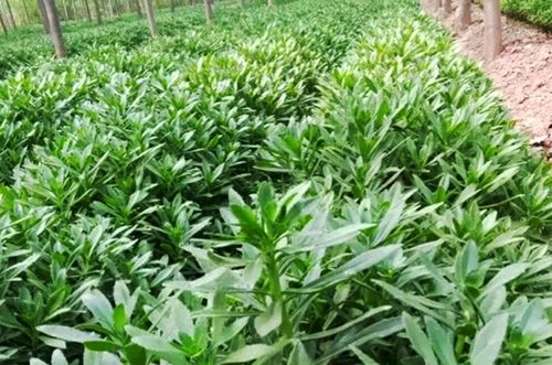 今年哪种草药成为了市场的宠儿，盈利最丰厚？