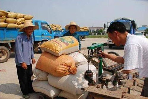 农民卖粮“最后一公里”如何实现更通畅？